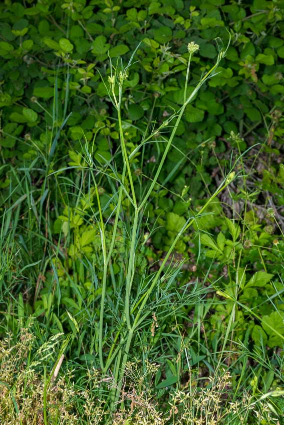 Oenanthe pimpinelloides / Finocchio acquatico comune